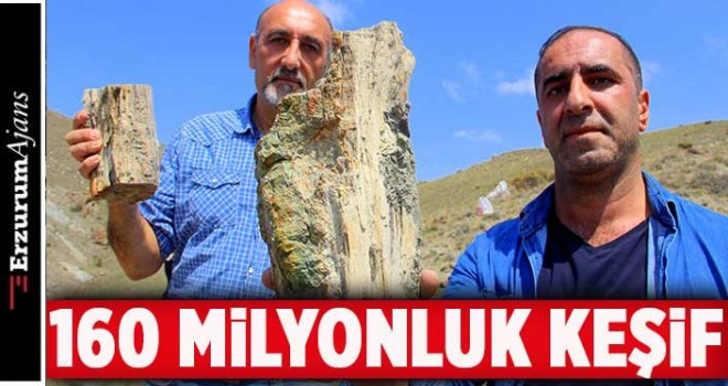 Türkiye'nin en eski fosil ağaçları bulundu