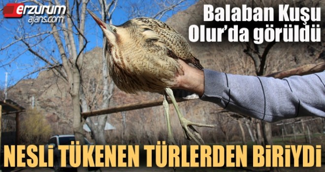 Balaban Kuşu Olur'da ortaya çıktı