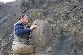 Oltu'daki 'kaya salyangoz' müzeye taşınamadı