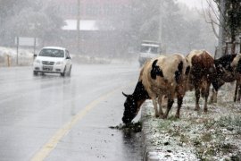Doğu Anadolu'da kar yağışı etkili oldu