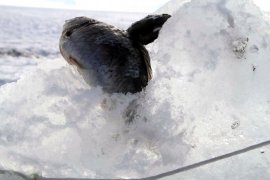 Erzurum ve Ağrı’da Eskimo usulü balık avlıyorlar