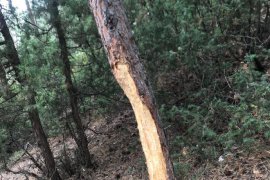 Hakan Öğretmen doğa için seferber oldu