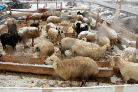 Mart Karı Erzurum’u Esir Aldı!
