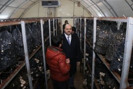 Kültür Mantarı Geçim Kaynağı Oldu!