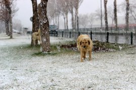 Mart Karı Erzurum’u Esir Aldı!