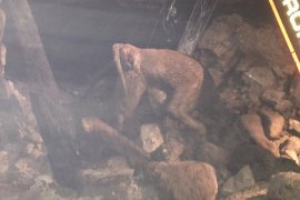 Şenkaya’da ahır yangınında 19 büyükbaş hayvan telef oldu