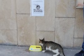 Ülkü Ocakları sokak hayvanlarını unutmadı