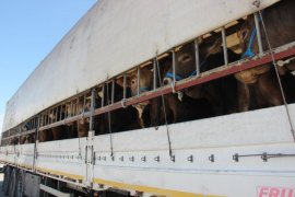 Erzurum’dan Batıya Kurban Sevkiyatı Başladı!