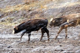 Erzurum'da lapa lapa kar ve tipi
