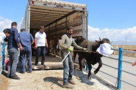 Erzurum’dan Batıya Kurban Sevkiyatı Başladı!