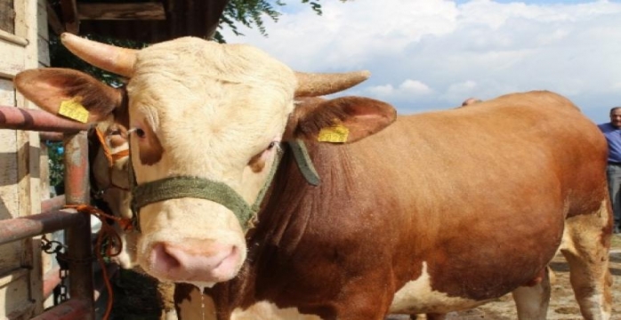 Kurbanlıklar Pazara İndi