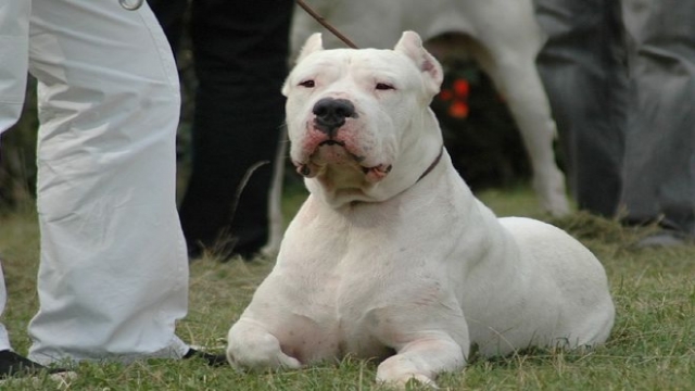 Oltu'da Kurtlar 'Arjantin Dogosu' Cinsi Köpeği Yedi