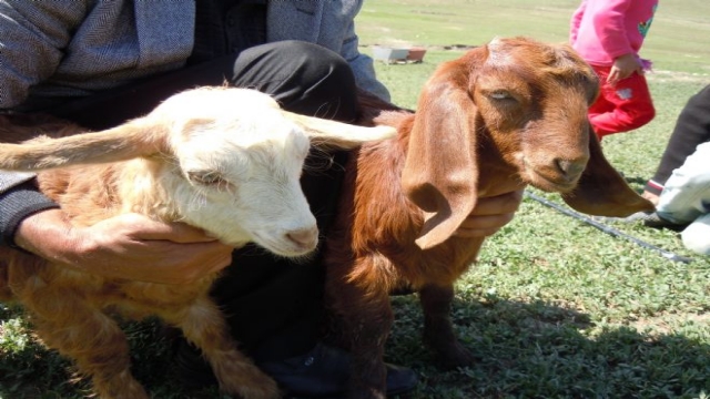 İkiz Keçiler Köyün Maskotu Oldu