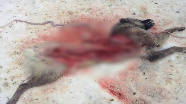 Oltu'da Aç Kurtlar Köpeği Yedi