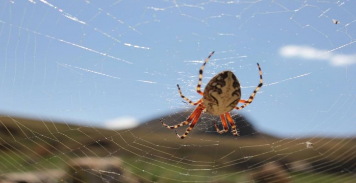 Oltu'da Görülen Dev Örümcek Korkuttu