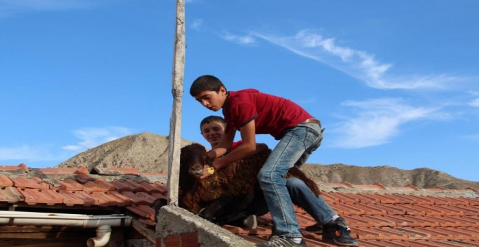 Oltu'da Kurbanlık Koyun Evin Çatısına Kaçtı