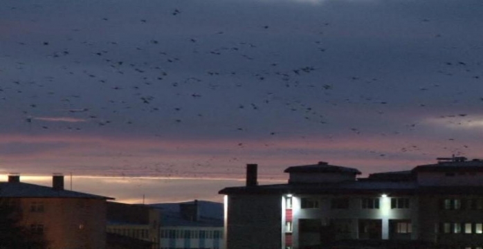 Erzurum'a Düşen Kar, Kuşların Göçünü Başlattı!