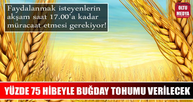 Oltu İlçe Tarım ve Orman Müdürlüğü yüzde 75 hibeyle buğday tohumu verecek