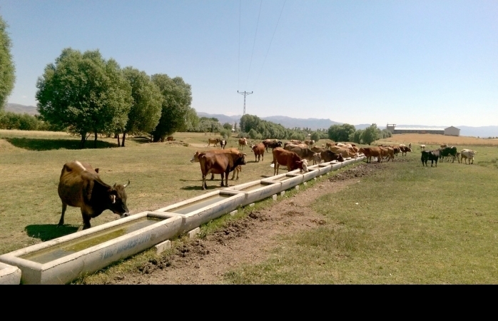 DAP İdaresi, 25 Bin 213 Adet Sıvat Dağıttı!