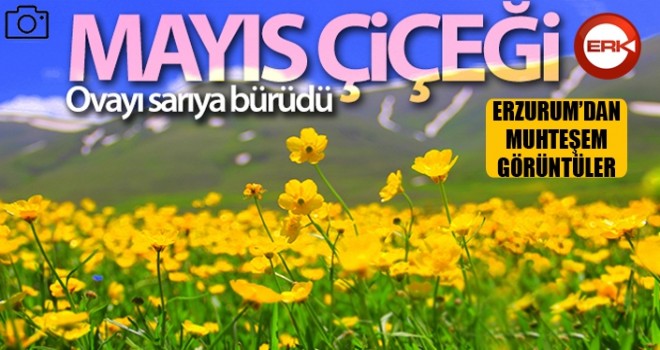 Baharın gelmesiyle Mayıs çiçekleri Erzurum'u sarıya bürüdü
