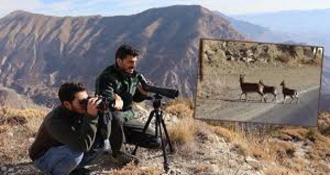 Oltu, Olur , İspir, Uzundere ve Tortumda Yaban Keçisi Envanteri Çalışması