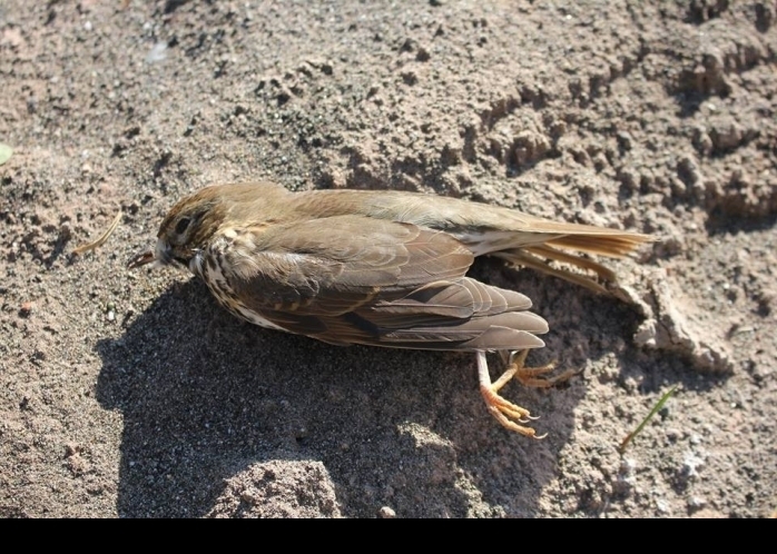 Oltu'da Av Vahşeti!