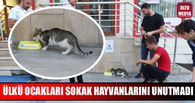 Ülkü Ocakları sokak hayvanlarını unutmadı