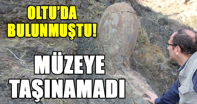 Oltu'daki 'kaya salyangoz' müzeye taşınamadı