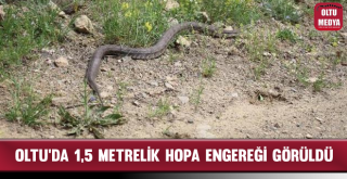 Oltu'da 1,5 Metrelik Hopa Engereği Görüldü