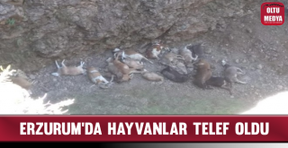 Doludan Kaçan Hayvanlar Uçurumdan Düşerek Telef Oldu