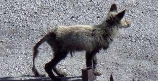 Aç Kalan Yavru Tilki Yerleşim Alanına İndi!
