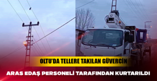 Oltu'da Elektrik Tellerine Takılan Güvercin Kurtarıldı