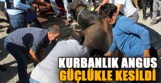 Erzurum'da ‘Angus’ Cinsi Kurbanlık Güçlükle Kesilebildi!