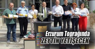 Erzurum Toprağında Zeytin Yetişecek!