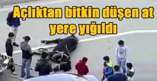 Açlıktan bitkin düşen at yere yığıldı