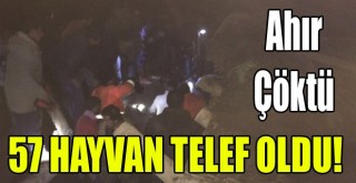 Tekman’da Ahır Çöktü, 57 Hayvan Telef Oldu!