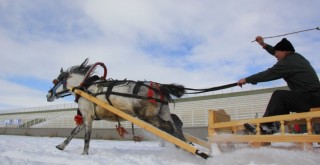 Erzurum’da Atlı Kızak Yarışı!