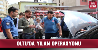 Oltu'da Yılan Operasyonu
