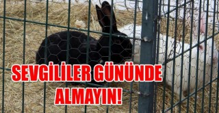 14 Şubat Sevgililer Gününde Tavşan Almayın!