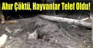 Horasan'da Ahır Çöktü Hayvanlar Telef Oldu!