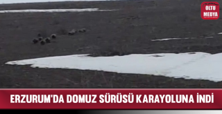 Aç Kalan Domuz Sürüsü Karayoluna İndi