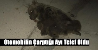 Otomobilin Çarptığı Ayı Telef Oldu!