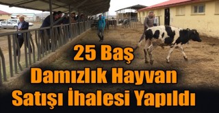 25 Baş Damızlık Hayvan Satışı İhalesi Yapıldı!